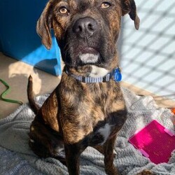 Adopt a dog:Mocha/Boxer / Mastiff/Female/1 Year 1 Month,Hi, I'm Mocha, it's so nice to meet you! I'm a sweet and gentle girl with a beautiful, goofy nature and the kindest eyes. In my previous home I was quite sheltered, so I haven't experienced much of the world yet! New sights and sounds can overwhelm me at times, but once I feel safe my loving nature really shines through! I thrive in calm, quiet environments and enjoy simple pleasures like lounging on the couch or strolling around the backyard. When the staff bring me up to the office I love to come up and lean on them for a bit of a pat. I am super sweet and just love to be around my favourite people. I would love if my family were home a bit more often like if they worked from home every now and then :). I'm looking for a patient and understanding owner who can introduce me to new experiences gradually, helping me build confidence at my own pace. With your love and consistency, I'm ready to blossom into the happy, secure dog I know I can be. My ideal home would be a quieter one with adults only or older children who can offer the patience and gentle handling I need. A secure, fenced yard would be ideal so that I can have in/outdoor access to explore at my own pace. I would also be best suited to a home with no other dogs. I can get along with other calm dogs, but high-energy animals are often too much for me. If you have a loving heart and a bit of extra patience, I could be the perfect companion for you. Please contact the shelter to meet me and start our journey together. Let's make my dream of a loving home come true! If you think you could be my new forever family, please fill out an application at   or contact the shelter directly on 0477 064 192 or email us at barc@rspcansw.org.au   RESTRICTIONS: -No children under 15 -Must be only dog -Experienced owner -Indoor/outdoor acce