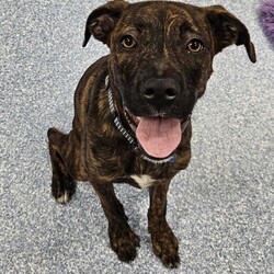 Adopt a dog:Mocha/Boxer / Mastiff/Female/1 Year 1 Month,Hi, I'm Mocha, it's so nice to meet you! I'm a sweet and gentle girl with a beautiful, goofy nature and the kindest eyes. In my previous home I was quite sheltered, so I haven't experienced much of the world yet! New sights and sounds can overwhelm me at times, but once I feel safe my loving nature really shines through! I thrive in calm, quiet environments and enjoy simple pleasures like lounging on the couch or strolling around the backyard. When the staff bring me up to the office I love to come up and lean on them for a bit of a pat. I am super sweet and just love to be around my favourite people. I would love if my family were home a bit more often like if they worked from home every now and then :). I'm looking for a patient and understanding owner who can introduce me to new experiences gradually, helping me build confidence at my own pace. With your love and consistency, I'm ready to blossom into the happy, secure dog I know I can be. My ideal home would be a quieter one with adults only or older children who can offer the patience and gentle handling I need. A secure, fenced yard would be ideal so that I can have in/outdoor access to explore at my own pace. I would also be best suited to a home with no other dogs. I can get along with other calm dogs, but high-energy animals are often too much for me. If you have a loving heart and a bit of extra patience, I could be the perfect companion for you. Please contact the shelter to meet me and start our journey together. Let's make my dream of a loving home come true! If you think you could be my new forever family, please fill out an application at   or contact the shelter directly on 0477 064 192 or email us at barc@rspcansw.org.au   RESTRICTIONS: -No children under 15 -Must be only dog -Experienced owner -Indoor/outdoor acce