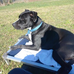 Nash/Staffordshire Bull Terrier / Australian Cattle Dog/Male/1 Year 9 Months,Good things come in three… LEGS! Meet handsome Nash! Nash's journey may have had a few bumps, but his spirit is unbreakable, and his heart is ready to love unconditionally in his new forever home. Despite his tough start, Nash is a shining example of resilience and joy, waiting for that special someone to share life's adventures. Nash thrives as the only pet in the household, where he can be the centre of attention and bask in all the love you have to offer. Nash is eager to join a family who understands his unique needs and will cherish him for the sweet, gentle soul that he is. Nash requires a patient and experienced owner who can guide him with care and understanding. Whether you have experience with special-needs dogs or are willing to learn, Nash will reward you with unwavering loyalty and affection. He needs moderate exercise to maintain his ideal weight, so short walks are his forte—think leisurely strolls rather than marathon runs! A house with minimal or no stairs is also required to help Nash move around comfortably! With Nash, you're not just adopting a dog; you're gaining a true friend and companion. His endearing spirit and loving nature will brighten your days and warm your heart. Nash's zest for life is infectious, reminding us all to embrace each moment with joy and gratitude. If you're looking to make a profound difference in a dog's life and receive boundless love in return, Nash is eagerly awaiting your embrace. Fill out an adoption application today and open your home to a furry friend who will redefine the meaning of loyalty and resilience. Nash is ready to embark on new adventures with you—don't miss out on this incredible opportunity to make him a cherished member of your family! Requirements: If you think you could be Nash's forever family, please fill out an application at  or contact the shelter directly on 0477 064 192 or email us at barc@rspcansw.org.au  