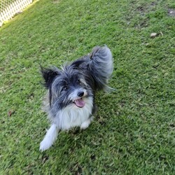 Maisy/Shih Tzu / Maltese/Female/1 Year 1 Month,Hello there, my name is Maisy! I'm a bubbly little lady looking for my new home along with my sister Ruby! We'd suit a quieter home who are happy to keep me and my sister together, where we can be included as part of the family, coming both inside and outdoors. Any children in the home will need to be over 6 years of age, calm and confident around dogs. I would benefit from having a safe space all of my own, like a crate or a quiet room with a soft bed, where I can go to relax and unwind when things get a bit much for me. I have not had the best start in life but am slowly learning to enjoy all the best things, like pats and cuddles. If you go slow, it will help me to come out of my shell! We would benefit from daily enrichment and interactive feeders to help keep my mind and body active. We'd be best as the only dogs in the home and would like all the love, pats and attention for my sister and myself.  My gorgeous coat will require regular grooming to help keep me looking and feeling my best! If we sound like the perfect pair for you, please come in to meet us. -Level 2 ART Adoption -Bonded Pair with Ruby -Dog confident kids over 6 years -Best as only dogs in home -Requires regular grooming