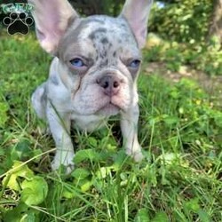 Princess/French Bulldog									Puppy/Female	/13 Weeks,She is a lilac merle very good structure imacculate blue eyes! No filter. She’s amazing. Great temperament. Loves kids.