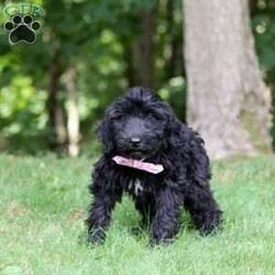 Ace/Portuguese Water Dog									Puppy/Male	/12 Weeks,Introducing a stunning, AKC Portuguese Water Dog named Ace! He has a gorgeous, black coat and the sweetest temperament that will have you attached to him in no time. This little guy is a true bundle of energy and intelligence! With his bright, alert eyes, this pup is both striking and full of personality. Portuguese Water Dogs are known to be adventurous and they generally love any water activities. They also have an affectionate side, they love to lounge and are great with kids which makes them the perfect choice for a family pet!