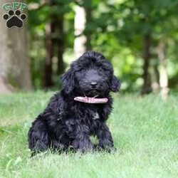 Ace/Portuguese Water Dog									Puppy/Male	/12 Weeks,Introducing a stunning, AKC Portuguese Water Dog named Ace! He has a gorgeous, black coat and the sweetest temperament that will have you attached to him in no time. This little guy is a true bundle of energy and intelligence! With his bright, alert eyes, this pup is both striking and full of personality. Portuguese Water Dogs are known to be adventurous and they generally love any water activities. They also have an affectionate side, they love to lounge and are great with kids which makes them the perfect choice for a family pet!