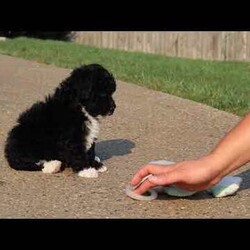 Koda/Mini Sheepadoodle									Puppy/Male	/8 Weeks,Meet Koda, an adorable F1B Mini Sheepadoodle who is ready to bring his loving spirit into your home. With his fluffy, soft coat and expressive eyes, this little guy is the perfect mix of playful energy and sweet affection. He’s the kind of puppy who loves to romp around with his favorite toys one minute and snuggle up for a cozy nap the next. Koda’s wonderful traits come from his equally wonderful parents. His mom, Willow, is a 17-pound Mini Sheepadoodle who is known for her gentle nature and loving personality. His dad, Wolf, is a 17-pound Mini Poodle with a lively spirit and sharp intelligence. Together, they’ve passed down their best qualities to this little one, making him a delightful and well-balanced puppy. Koda is also well-prepared for his new home. He comes with a 30-day health guarantee, is up to date on vaccines and dewormer, and has already had his first vet exam, ensuring he’s healthy and ready for his forever family. If you’re looking for a loving, playful companion who will fill your life with happiness, Koda is the perfect choice. Don’t miss the opportunity to welcome this sweet little Sheepadoodle into your family! You can call or text anytime with any questions or to schedule a visit. -Tony and Marilyn 