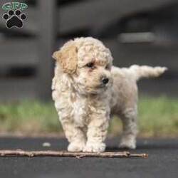 Murphy/Miniature Poodle Mix									Puppy/Male	/6 Weeks,This adorable, sweet, and playful miniature poodle mix is a heart-melter. Murphy is well-loved, family-raised indoors, enjoys children, and is excited to become the newest member of your family! He is vet-checked, all dewormings and vaccinations are up to date, plus he comes with a 30-day health guarantee. To meet this precious pup, please call or text Susie anytime.