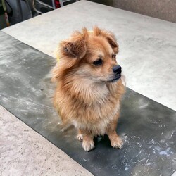 Adopt a dog:Davey/Tibetan Spaniel/Male/Adult,A Director Favorite!

Davey!

This handsome lad has been patiently waiting for his new home. He is a young, sweet, fun-filled boy who is totally devoted to his person. He's laid back but enjoys a great adventure. He has a goofy side...but when you're ready to be a couch potato - he's up for it!

We believe Davey is about 3 years old. He would do well in a home by himself or a calmer dog. He isn't a guy that is going to want to romp with another dog...and rough-housing hurts his feelings.

Davey does get nervous visiting the vet and can be opinionated ....but can you really blame him?

He is up to date on vaccinations, microchipped, neutered, and been tested for heartworm.

You may apply to adopt this boy at www.hillhounds.org
