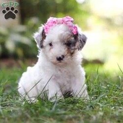 Paisley/Toy Poodle									Puppy/Female	/7 Weeks,Paisley is a total sweetheart! That little face is so incredibly cute…you cannot deny her anything. She is always begging for snuggles and loves having her belly rubbed. Her luxurious curly coat is exactly what you’re looking for in an AKC Toy Poodle. She has super unique coloring and markings making her all the more stunning. She would love to come home with you and promises to be a loyal and loving member of your family! Her darling appearance all began with her parents’ genetics. Dad is named Romeo, a darling, well built Toy Poodle weighing 9 lbs. He has had a full panel of genetic health testing done, ensuring that his babies will not be affected by genetic health issues that are common for the breed. Mama is a super adorable and intelligent girl named Beauty. She weighs in at 10 lbs and has had genetic testing done for CDDY and CDPA. This match has created a gorgeous, healthy litter with great temperaments! This baby comes with AKC registration papers, our one year genetic health guarantee, current on vaccines and dewormer, and is microchipped. We require a deposit as a commitment to reserve this little one. Please reach out to Mary via call or text for more information. (We are available Monday through Saturday)