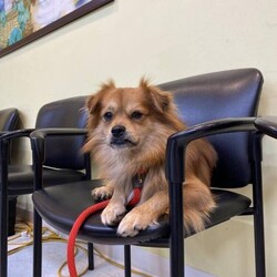 Adopt a dog:Davey/Tibetan Spaniel/Male/Adult,A Director Favorite!

Davey!

This handsome lad has been patiently waiting for his new home. He is a young, sweet, fun-filled boy who is totally devoted to his person. He's laid back but enjoys a great adventure. He has a goofy side...but when you're ready to be a couch potato - he's up for it!

We believe Davey is about 3 years old. He would do well in a home by himself or a calmer dog. He isn't a guy that is going to want to romp with another dog...and rough-housing hurts his feelings.

Davey does get nervous visiting the vet and can be opinionated ....but can you really blame him?

He is up to date on vaccinations, microchipped, neutered, and been tested for heartworm.

You may apply to adopt this boy at www.hillhounds.org