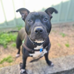 Peetie/American Staffordshire Terrier/Male/2 Years 8 Months,Hi there! My name is Peetie, and I’m a handsome black and white Staffy eagerly looking for my forever home! Let me tell you a bit about myself—I absolutely adore people! Whether it’s cuddling up on your lap or enjoying a sunny spot in the house, I’m happiest when I’m with my human companions. Sometimes when I'm excited, I will get a little jumpy so its best that any children in the home are over 6! I would also love a hooman who has owned dogs previously so they can understand when I'm too excited and my dislike for doggos. I’m a sweet and loving boy with a heart of gold. My dream is to find a family who will cherish me and give me plenty of affection. I’m also quite the sun-seeker—I love lounging around in sunny spots, soaking up all the warmth, I would love to have indoor/outdoor access in the home so I can be where I like to be comfy! I’m not the biggest fan of over-the-top dogs, I prefer the chilled out kind – if you have a relaxed resident doggo get in contact to line up a match up to see if we are a good fit. If you’re looking for a loyal companion who will brighten your days and snuggle up with you whenever you need, then look no further! I’m here waiting to meet you and become your new best friend. Let’s create countless happy memories together—I promise to fill your life with love and joy. Adopt me, and let’s start our journey together today! Could I be the right fit for your family? I hope so? I am currently hanging out in a lovely foster home, so if you think you can provide me with a magical forever home, please contact   or  Love Peetie xx