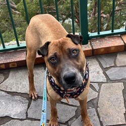 Croissant/Shar Pei / Australian Cattle Dog/Male/2 Years 11 Months,Hi there, My name is Croissant, and I am looking for my special someone. It has taken a little while but I have started to realise that human's can be pretty nice, especially when they give me yummy treats, I REALLY like treats. What's YOUR favourite food?! Can I have some?! I take a little while to warm up to people at first, but if you give me time and let me approach you at my own pace then I would really like that. When visitors come to the home it would be great if I could have a quiet, safe space in a low traffic area that I can retreat to if I need. I enjoy any games that involve food, I love sniffing around the grass for scattered treats, I love to chew on pig's ears and use Kongs and I like training too! I learn quickly when there are treats involved! I don't know if I mentioned it already but I think food is great! If you have another dog in the home you can bring them in to meet me, we will need to be managed in the home and be fed separately at all times. The staff here can give you some good tips on how to do this as well. I'm looking forward to meeting my special person!  Croissant xx If you feel like we would be the pawfect match, please visit our website and complete an   or visit https://www.rspcansw.org.au/what-we-do/adoptions/exceptional-owners/. Restrictions: No children under 15 Must meet all dogs Quiet/calm household Indoor/outdoor access Free vet consult at adoption