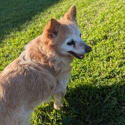 Felix/Jack Russell Terrier (Wire)/Male/12 Years 2 Months,Hey there! My name's Felix, it's nice to meet you! I'm an older gentleman who's on the lookout for my furever home. Could that be you?   In my pawfect home, my people will be home more often than not please! You see I really like my people! Once I get settled in and you provide me my safe space I will feel better about being left alone. If I'm left alone too long I tend to get a bit worried so any alone time should be built up slowly please.   I'm an older guy and I don't really show much interest in other dogs. I will usually walk past other dogs without any concerns but sometimes I will bark so it would be best if I was the only doggo please so I can comfortably enjoy my retirement.   I would like to go to a home with just adults please. I'm an older man who needs a mature household who will know to respect my space and not overwhelm me with unpredictable handling and touch. It takes me a moment to warm up to people, so I'd love an adult household where my people can understand this and will know to read my body language and know when I'm saying I've had enough. It's like the old saying – Let Sleeping Dogs Lie – I love my cosy bed because it means I can go there and just relax. I need interactions to be calm and predictable as sometimes I can be frightened when things happen that I am not prepared for. Having poor eyesight doesn’t stop me enjoying time outside exercising, and I still love going for walks in familiar areas. My vets have plans to remove my cataracts to help me regain some more sight, but I will need to settle into my new home first and then have the surgery done after a month or two. This will help me get to know my new family first and allow for a much smoother recovery period. The cost of the surgery will be covered by RSPCA as part of my adoption agreement and my vets can talk to you about the process if you are interested in meeting me.   My new home will need to be located within the Sydney region to allow for vet visits at RSPCA Veterinary Hospital.  