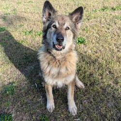 River/German Shepherd Dog (Long Stock Coat) / Siberian Husky/Female/10 Years 6 Months,Hello everyone, my name is River! Are you my retirement home? I am an older gentle girl looking for a cozy place to spend her days, I could be a great addition to a quieter more relaxed home life. I really enjoy the company of people, even just lying near them or following them around, sometimes treats are great but mostly I just want the attention and cozy spots to curl up in while you're with me. I can show some distress when I'm alone, but this can be easily managed with secure color bond fencing and someone home more often than not for the initial settling in and bonding period. I would love to go to a place where the owners have breed experience, as I am a big fluff of a German Shepherd! I think other dogs are cool, but I don't really like them in my space. I'm suited to a home with no other dogs so I can be the happiest vegemite in town. If you are an experienced owner looking for the one, pick me!! I do like to chase lizards and other wildlife, so if you have lots of critters around, I may not be suited as I like to play too rough with them! I may be shy at first, so let me take my time to warm up and get to know you before we start to adventure too far outside of the home. I need to build a special bond with my new person, so I feel safe and reassured. If you think a big squish like me could be your new forever friend, please give us a call at the shelter on 02 6651 3311 and I'll get my people to organise our first date 