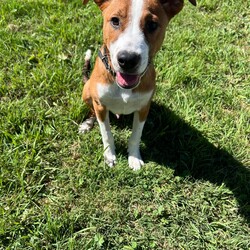 Frank/Australian Cattle Dog / American Staffordshire Terrier/Male/1 Year,Hello! My name's Frank. What's yours? I am a well-mannered young man who is on the lookout for a human or humans to join on your adventures and to be your best buddy at home. I have spent a little time here at the shelter and during this time the staff have seen me grow from a slightly timid kid to a confident, chilled out young man. Well, most of the time. Sometimes I can get a bit excited and bouncy – because of this I'd be best suited to a family aged 12 yrs and up so that I don't bounce someone over accidentally. I have a happy nature – I can't wait for you to get to know me! My favourite things are playing with toys and going on walks with my doggy friends. If you have a dog at home, please bring them in to meet me to make sure we are a good match! I’ve heard about something called a “backyard,” and it sounds like a dream! An area all for me to run around, climb, sniff, and explore; at the shelter we have grass yards, but I have to share them with all the other doggies. Sigh. But don’t think I’m just an outdoor adventurer; I also love lounging inside, playing with my toys, or chasing butterflies in my dreams. I would not be suited to a home with cats or pocket pets. I would suit a full time worker if you have time to settle me into my new home. Lastly! What are you waiting for? Yours, Frank -Must meet all dogs -No pocket pets or cats -No children under 12