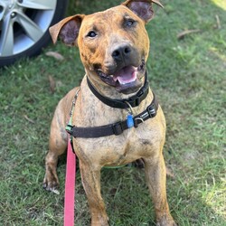 Adopt a dog:Sebastian/Staffordshire Bull Terrier / Staffordshire Bull Terrier/Male/1 Year 11 Months,Hi there! My name is Sebastian, thanks for stopping by to read a bit about me! I am looking for my forever home with someone who will take me on fun adventures somewhere away from the hustle and bustle. I love MY people so much, but busy places with lots of unfamiliar people around can overwhelm me a bit. I much prefer to hang out somewhere quieter where it is just us and maybe a few of my doggie friends! But with a family who are willing to guide me through with patience and reassure me that I am okay around strangers, I promise to try and overcome this. ﻿I can be a bit boisterous when I get excited! I have lots of energy so would love a household that is active and enjoy the fresh air, and that will of course include me in family activities. Because I love to run around and be a bit of a goof sometimes, it is best I go home with people older than 15.  I have previously come from a home with other doggos so if you have another confident, social dog, that's great! You will need to bring your dog to meet me as well because it's important we all get along! If I am to be your only dog, that's OK too though – I will enjoy your company! I can go on and on about me but it would be way more fun to come and meet me so I can tell you my story in person! So what are you waiting for?! It's my mission in life to love you with my whole heart for the rest of my life, If all that sounds perfect? please contact the amazing RSPCA team to arrange a meet with me! Love Sebastian xx