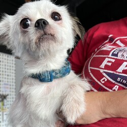 Adopt a dog:Cuchi/Brussels Griffon/Male/Adult,Hello! I’m Cuchi, a 6-year-old Brussels Griffon and Maltese mix with a zest for life. I’m full of energy and love to play, especially when it comes to chasing squeaky toys and having a blast. But don’t let my playful side fool you—I also enjoy relaxing and winding down during calm evenings.

I might be a bit shy at first, but once I trust you, I’ll be your devoted friend, ready to follow you to the moon and back. I thrive in a home where I can have a mix of fun playtime, loving attention, and peaceful moments. I would love to be a lap dog.

If you’re looking for a sweet and playful companion who’ll bring joy and loyalty into your life, I’d be delighted to be by your side. Let’s enjoy all the adventures and quiet moments together! ??