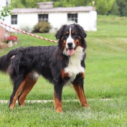 Toby/Bernese Mountain Dog									Puppy/Male	/8 Weeks,Meet Toby, the majestic AKC Bernese Mountain Dog! Toby boasts the classic tri-colored coat of the Bernese Mountain Dog, with rich black, snowy white, and warm rust tones that creates a striking and elegant look. His large, soulful eyes and sturdy build giving him a majestic presence that is hard to resist. Despite his size, he has a playful spirit and loves outdoor activities. Whether it’s a hike in the mountains, a romp in the yard, or a snowy adventure, he will always be up for fun and love spending time in nature!