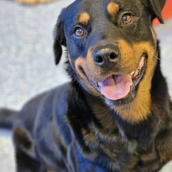 Ryder/Rottweiler/Male/6 Years 5 Months,Hello I'm Ryder, a fun-loving, entertaining & loyal boy looking for my forever home. I've been learning lots of new stuff here in shelter like impulse control, good manners & how to walk nicely on leash. I like quiet, sniffy walks, however you need to be aware that I am a strong boy so if I see something I want to approach when we're are walking, you're in for a good arm workout! My ideal life includes lots of yummy treats, kongs, lickimats and food puzzles, long quiet sniffy walks, soft toys, access indoors & outdoors (so I can hang out with you) and naps (preferably next to you). My favourite room is the kitchen because….. well food. I love food! Sometimes, when my shelter friends leave the door open a bit long I help to clean out the fridge. Especially chicken – I'm the best at cleaning up chicken. If I'm honest I feel this skill of mine is not fully appreciated 