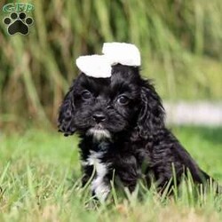 Pansey/Cockapoo									Puppy/Female	/7 Weeks,Pansey is the sweetest baby Cockapoo around! With her expressive face and twinkling puppy dog eyes she is used to getting her way:) This little sweetheart has us all wrapped around her little paw. A soft, silky coat and rambunctious personality are just a few of her winning qualities. Highly trainable, focused, and extremely adorable, the Cockapoo was built for family life. If you are looking for a dog that will keep up with the fast-paced and ever-changing schedule of a family with kids, this is the perfect match. We socialize our pups from the moment they are born so that they join new homes with a confident and adaptable demeanor. These pups are mellow and even tempered.