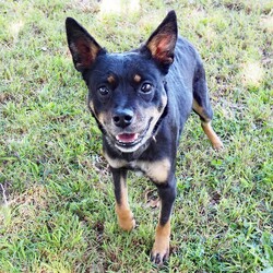 Lola/Australian Kelpie/Female/2 Years 3 Months,Hi, my name is Lola. I'm a sweet, relaxed girl with a gentle and nurturing soul. Ideal for a family with older children, I'd be the perfect companion for a family who wants a quiet, friendly pet with good house manners. I may be a bit older, but I'm still young at heart! ﻿I enjoy a good pat and a good snooze, short walks and company of people. I'm hoping to find my forever home soon, as much as the staff look after me here it's just not the same as being in a loving home with a family. I'm so ready to start my new life with new people. I've had some pretty bad experiences with other dogs before, because of that I'm quite scared of them so I will need to go to a home with no other dogs just so I feel safe. I do frighten easily of noises and fast movements, so I may need some support during any loud events like storms, and because of this I'm best suited to an adult only home that is a bit calmer and quieter. If you think I could be your new mate, pop in and see me or give the shelter staff a call to arrange a date. I'll be sure to look and smell my best!! XX Lola
