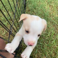 Adopt a dog:Paulie/Yellow Labrador Retriever/Male/Baby,Paulie is up for pre- adoption in TX only!

Meet Paulie, a resilient 6-week-old male puppy with a heartwarming story. Paulie and his seven siblings were found in a box on the side of the road when they were just a week old. Thanks to dedicated bottle-feeding, these little fighters have grown into happy and healthy puppies. While we can't be sure of Paulie's breed, we're guessing he's a mix of Husky, Shepherd, and Lab, and he'll likely grow to be a mid-sized dog around 45-50 pounds. Paulie is now ready to find his forever home where he can continue to thrive!

To see more pictures and videos, copy and paste this link. 
To apply directly for Paulie click the 