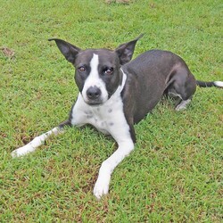 Mishka/Border Collie / Staffordshire Bull Terrier/Female/3 Years 1 Month,Hey there, I'm Mishka! I'm an adult girl on the hunt for my new forever home. Life hasn't always been easy for me, but I'm working hard to overcome my fears and embrace the world around me. I've grown so much in confidence during my shelter stay, I was lucky enough to go out into Foster Care where I went to the beach and made lots of new friends, people and other dogs! I have some really nice skills; the staff think I'm awfully smart (and pretty) I do my best to make their days easy and wait patiently until it's my turn for some fun. My ideal home will have an awesome family for me to love, plenty of things to sniff, some sun to roll around in, and perhaps a few nights in front of the TV when it gets super cold! So, are you ready to welcome a sweet, smart, and eager-to-learn girl like me into your life? With your love and support, I know I'll thrive and become the best companion you could ever ask for. Let's embark on this journey together—I promise it'll be a paw-some adventure filled with love, laughter, and endless cuddles. My adoption fee is $500 and I come desexed & microchipped, with my vaccinations, flea, tick & worming treatments all up to date. If you think I'm the sweet sweet girl you've been looking for, please give the Coffs Harbour shelter a call to organise a time for me to come back from foster care to meet you! XX Mishka