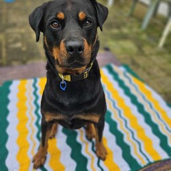 Ryder/Rottweiler/Male/6 Years 5 Months,Hello I'm Ryder, a fun-loving, entertaining & loyal boy looking for my forever home. I've been learning lots of new stuff here in shelter like impulse control, good manners & how to walk nicely on leash. I like quiet, sniffy walks, however you need to be aware that I am a strong boy so if I see something I want to approach when we're are walking, you're in for a good arm workout! My ideal life includes lots of yummy treats, kongs, lickimats and food puzzles, long quiet sniffy walks, soft toys, access indoors & outdoors (so I can hang out with you) and naps (preferably next to you). My favourite room is the kitchen because….. well food. I love food! Sometimes, when my shelter friends leave the door open a bit long I help to clean out the fridge. Especially chicken – I'm the best at cleaning up chicken. If I'm honest I feel this skill of mine is not fully appreciated 