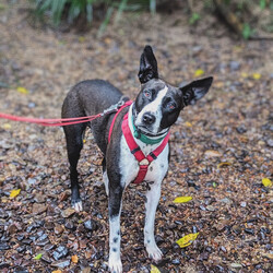 Mishka/Border Collie / Staffordshire Bull Terrier/Female/3 Years 1 Month,Hey there, I'm Mishka! I'm an adult girl on the hunt for my new forever home. Life hasn't always been easy for me, but I'm working hard to overcome my fears and embrace the world around me. I've grown so much in confidence during my shelter stay, I was lucky enough to go out into Foster Care where I went to the beach and made lots of new friends, people and other dogs! I have some really nice skills; the staff think I'm awfully smart (and pretty) I do my best to make their days easy and wait patiently until it's my turn for some fun. My ideal home will have an awesome family for me to love, plenty of things to sniff, some sun to roll around in, and perhaps a few nights in front of the TV when it gets super cold! So, are you ready to welcome a sweet, smart, and eager-to-learn girl like me into your life? With your love and support, I know I'll thrive and become the best companion you could ever ask for. Let's embark on this journey together—I promise it'll be a paw-some adventure filled with love, laughter, and endless cuddles. My adoption fee is $500 and I come desexed & microchipped, with my vaccinations, flea, tick & worming treatments all up to date. If you think I'm the sweet sweet girl you've been looking for, please give the Coffs Harbour shelter a call to organise a time for me to come back from foster care to meet you! XX Mishka