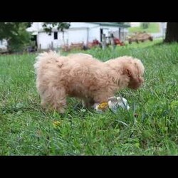 Dixie/Maltipoo									Puppy/Female	/10 Weeks,Meet Dixie, an adorable Maltipoo who is ready to fill your home with love and laughter. With her soft, luscious coat and bright, expressive eyes, this little lady is a little ball of fluff who will melt your heart the moment you meet her. This sweet girl is vet checked, up to date on vaccines and dewormers, and microchipped, ensuring that she’s in perfect health and ready to join her forever family.