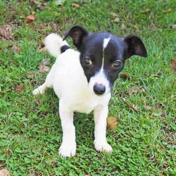 Cinnamon/Jack Russell Terrier (Smooth)/Female/4 Months,They say sugar & spice are all things nice but actually it's ALL about Cinnamon! Hi there, let me introduce myself: I'm Cinnamon. My siblings & I came to the Coffs shelter to start a new better life. Since I was so small I was able to go out into Foster Care. My Foster Carer has 2x Female dogs just like me & a Male cat who I thought was the bees knees – I'm not sure he felt the same way! This is what my Foster Carer said about me: If her zoomies done bring a smile to your face then her tricked out ear will. Cinnamon's a blast of a puppy, full of spun Very curious of new environments. Has great self play skills. LOVES her food! Is crate trained but still working on potty skills. She snores at night, which is just too cute to listen too. ALWAYS has something to say when you get home from work, a real chatty kathy! Respectful of my cat & 2 pocket rockets. My adoption fee is $620 & I come desexed & microchipped, with my vaccinations, flea, tick & worming treatments all started