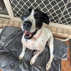 Avril/Great Dane/Female/9 Years 5 Months,Hi everyone, my name is Avril and I am a sweet gentle older gal who has been in the shelter environment for a while now and I am super excited to finally be able to meet my new potential forever family that are able to show me the world and teach me what love and security feels like. I will need a quiet and peaceful home where I can spent my days soaking up your attention and sleeping the day away, my new home will need to have minimal visitors and foot traffic as I am a nervous girl. I love to explore yards and sniff the grass, I even enjoy a nice roll in the grass every now and then. I am an easy going girl and once I form a relationship with you you become my world. I will need an adult only home as young ones are too unpredictable for me and their fast movements can startle me. My ideal home would be where I am the only dog, I tend to avoid dogs as they make me uncomfortable and I look to my person for support and guidance. We would need to avoid off leash areas as I would not enjoy any young boisterous dogs running up and attempting to play with me. I would prefer a nice quiet walk and then going home to nap and cuddle with my humans. If you are interested in giving this wonderful pet a home, please CLICK HERE to visit our website and complete an expression of interest. Requirements: 
