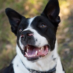 Dozer/Border Collie/Male/4 Years 3 Months,Greetings dear humans! Are you looking for the goodest boy ever? Well stop looking because HERE I AM. My name is Dozer, I'm a gentle natured boy who just wants to live the good life with awesome people. I've had my share of bad experiences, it's only up from here! I came in quite skinny and lost, so the staff have taken great care of me and now I'm in top shape. I'm quite dog social and love going on walks down to the beach, I also enjoy a good lazy day on the couch!  I have some amazing solid skills, I'm gentle and never jump up, I'm toilet trained and just a delight to have around. I walk really well on a lead and just love hanging out with the shelter staff and volunteers. I've been lucky enough to spend some time on Foster Care with a large female dog, I loved going for walks at the jetty in the sun and being social! If you think the goodest boy could be your best boy forever, give the staff a call to arrange a date for me to come back from foster care! XX Dozer My adoption fee is: $500 which includes = desex, vaccination, microchip with flea and tick treatment