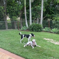 Dozer/Border Collie/Male/4 Years 3 Months,Greetings dear humans! Are you looking for the goodest boy ever? Well stop looking because HERE I AM. My name is Dozer, I'm a gentle natured boy who just wants to live the good life with awesome people. I've had my share of bad experiences, it's only up from here! I came in quite skinny and lost, so the staff have taken great care of me and now I'm in top shape. I'm quite dog social and love going on walks down to the beach, I also enjoy a good lazy day on the couch!  I have some amazing solid skills, I'm gentle and never jump up, I'm toilet trained and just a delight to have around. I walk really well on a lead and just love hanging out with the shelter staff and volunteers. I've been lucky enough to spend some time on Foster Care with a large female dog, I loved going for walks at the jetty in the sun and being social! If you think the goodest boy could be your best boy forever, give the staff a call to arrange a date for me to come back from foster care! XX Dozer My adoption fee is: $500 which includes = desex, vaccination, microchip with flea and tick treatment