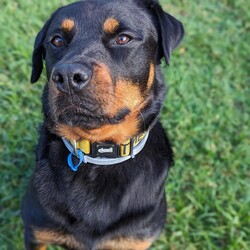 Ryder/Rottweiler/Male/6 Years 5 Months,Hello I'm Ryder, a fun-loving, entertaining & loyal boy looking for my forever home. I've been learning lots of new stuff here in shelter like impulse control, good manners & how to walk nicely on leash. I like quiet, sniffy walks, however you need to be aware that I am a strong boy so if I see something I want to approach when we're are walking, you're in for a good arm workout! My ideal life includes lots of yummy treats, kongs, lickimats and food puzzles, long quiet sniffy walks, soft toys, access indoors & outdoors (so I can hang out with you) and naps (preferably next to you). My favourite room is the kitchen because….. well food. I love food! Sometimes, when my shelter friends leave the door open a bit long I help to clean out the fridge. Especially chicken – I'm the best at cleaning up chicken. If I'm honest I feel this skill of mine is not fully appreciated 