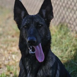 Luna/German Shepherd Dog/Female/2 Years 3 Months,Hi, I'm Luna, a spirited and loyal German Shepherd who fills every room with my vibrant energy and affection. With my striking coat and intelligent eyes, ready to be a devoted companion ready to join you in life's adventures. I hope that is with you! I have experienced unpredictability in my young life and would thrive in a loving home where I can be the center of attention. I am looking for a family that would appreciate my playful spirit and breed quirks. Tennis and soccer plays are some of my favourite toys. I LOVE playing fetch and taking breaks to splash in my shell pool, before getting back to our game and afterwards taking a big snooze in the sun. It would be great if my new family had breed experience and that the children in my life were older, able to read by cues when I need a break and help teach me to trade out my toys, as I can be a bit greedy with them during play. I would thrive in a home where my family is home more often to help me settle in and teach me that life can be predictable. I love people and can become frustrated when seeing them through barriers, without being able to reach them. It would be best if I had a solid fenced yard to feel safe and secure. I have been learning to make canine friends and love to go on social walks with calm and well socialised dogs, who are going to teach me their ways, however, can become boisterous in play and am unable to share a household with a canine companion. I may be able to learn, however for now it would be best if I was the only animal soaking up your love. Requirements: -Must meet all family – Children over 12 years  -Must be only animal – Indoor/Outdoor access -Breed experience – Someone home more often  –  Solid fencing I am eager to share my boundless love with a family who will appreciate my playful nature, enjoy long walks and make cherished memories filled with laughter and love. If you're looking for a loyal companion who will always be by your side, I am ready to bring a lifetime of happiness into your home. Head to the Hunter Shelter and the staff can help us meet. I can't wait to see you! Love and slobbery kisses, Luna