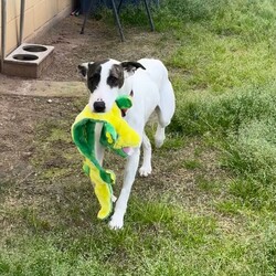 Adopt a dog:Harlo/Irish Wolfhound/Male/1 Year 2 Months,Hey there, my name is Harlo, and I am a sweet young wolfhoundX that is now on the lookout for my very own family! I would love to have a home that allows me both indoor and outdoor access, I can still learn indoor spaces but am gaining confident each day, I would love to be able to snuggle up on the couch with you of a night and have a nice secure backyard for me to spend the day playing and basking in the sun. I will need to meet all family prior to coming home, I can be a bit shy of new people but with some time and patience I warm up and love to play with you. Older children would be better so they can give me some time to settle in and adjust prior to asking too much of me, plus I am a larger boy who doesn't understand the power of my tail at times. I have meet some dogs here at the shelter and I am currently too overwhelmed to meet them appropriately, due to this I will need to be the only dog in the home. Working on my sociability is something we can do once I decompress form shelter life, we will just have to do it slowly and with known social dogs. Due to my breed, I find smaller animals very interesting and want to chase them, I will need to go to a home without smaller animals such as cats. chickens and rabbits. Requirements: -Must meet all family – No children under 12 -Only animal -Outdoor access If you think I could be the handsome man for you and your family, please head into the shelter today to say hi to me and have a play!! Love Harlo