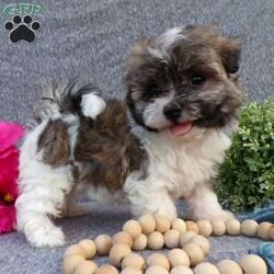 Lily/Havanese									Puppy/Female	/8 Weeks,Hi, im a Havanese puppy. I am looking forward to meeting you! I am up to date with my immunizations, my wormer medications, and I have a Micro-chip so that I can be easily identified if I ever become lost! 