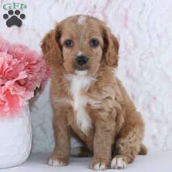 Anisa/Cockapoo									Puppy/Female	/7 Weeks,To contact the breeder about this puppy, click on the “View Breeder Info” tab above.