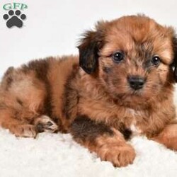 Beau/Shih-Poo									Puppy/Male	/7 Weeks,Meet Beau the Shihpoo Boy! With his stunning Chocolate Merle hair coat, he is super fluffy and loves cuddling! He has a sweet personality that is friendly and loves everyone, making him a great fit to any family!