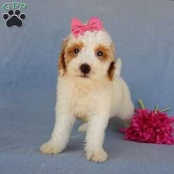 Emmy/Mini Goldendoodle									Puppy/Female	/9 Weeks,Prepare to fall in love !!! My name is Emmy and I’m the sweetest little F1b mini goldendoodle looking for my furever home! One look into my warm, loving eyes and at my silky soft coat and I’ll be sure to have captured your heart already! I’m very happy, playful and very kid friendly and I would love to fill your home with all my puppy love!! I am full of personality, and I give amazing puppy kisses! I stand out way above the rest with my beautiful red and white coat! I will come to you vet checked, microchipped and up to date on all vaccinations and dewormings . I come with a 1-year guarantee with the option of extending it to a 3-year guarantee and our puppies also come with 30 days of pet insurance! My mother is Sadie, our 35#mini goldendoodle with a heart of gold and my father is Atlas, our handsome 16#AKC red abstract mini poodle and he has been genetically tested clear! Both of my parents are very sweet and kid friendly which will make me the same and they are available to meet!! I will grow to approx 20-25# and I will be hypoallergenic and nonshedding! Why wait when you know I’m the one for you? Call or text Martha to make me the newest addition to your family and get ready to spend a lifetime of tail wagging fun with me! (7% sales tax on in home pickups)