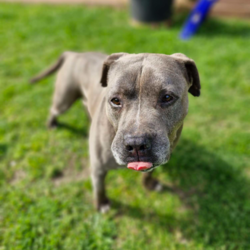 Adopt a dog:Teddy/Staffordshire Bull Terrier/Male/6 Years 2 Months,Hello there, my name is Teddy! I'm a sleepy, old gentleman looking for my new home! I'd suit a quiet home where I can be included as part of the family, coming both inside and outdoors, as well as joining you for regular short strolls, or simply snuggling up on a nice soft bed by your feet in the evening. Any children in the home will need to be calm and confident around dogs. I know sometimes you have to go out, if you leave me with some fun toys, yum treats, fresh water bowl and a sheltered, snuggly bed, I should be safe and happy until you get home. I would benefit from daily enrichment and interactive feeders to help keep my mind and body active. I’d be best as the only dog in the home, as I am not fond of other dogs and would like all the love, pats and attention for myself. Dog parks and off-leash areas are not ideal for me as I do not like rude dogs rushing up to my face and would prefer walks around the neighbourhood or on-lead areas where we can relax and enjoy our time together.  If I sound like the gentleman for you, please come in to meet me. -Level 2 ART Adoption -Quiet home -Dog confident children -Best as only dog -No dog parks -No Small animals/Cats/Pocket pets -Time alone handout -Ongoing positive reinforcement training