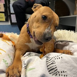 Adopt a dog:Emmy/American Staffordshire Terrier/Female/1 Year 1 Month,Hello, my name is Emmy. I am a beautiful 1 year old little lady looking for a loving home. I haven't had a whole lot of luck in my life, but I am ready to start a new chapter. I am a quiet girl and can be shy, but I am gentle and respectful in the presence of humans. At times I can become a bit overwhelmed. I would like a quiet household, a warm soft bed and somewhere in the home that I can call my 