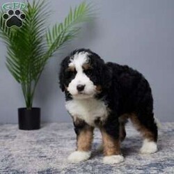 Bliss/Mini Bernedoodle									Puppy/Female	/9 Weeks,Woof woof! Hi there, I’m Bliss, your future best friend! I’m a mini Bernedoodle, which means I’m the perfect blend of playful energy and cuddly sweetness.