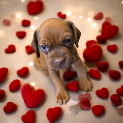 Adopt a dog:Hans Solo/Puggle/Male/Baby,THE FOLLOWING PET IS BEING FOSTERED NEAR FORT COLLINS, CO!

In a galaxy not so far away, a charming puggle named Hans Solo is ready to steal your heart and make a grand entrance into your life. Born on July 30, 2024, Hans Solo is one of eight Star Wars puppies, each with their own special charm. His courageous mama, Tattooine, gave birth at the shelter after being abandoned as a pregnant stray. Just one day later, Hans Solo and his siblings were rescued and brought to a loving foster home in Fort Collins, CO.

Hans Solo lives up to his name with a confident and adventurous spirit. With his striking coat and playful demeanor, he’s always ready for a new escapade, whether it’s a game of fetch or exploring every nook and cranny of his surroundings. His fun-loving personality and affectionate nature make him the perfect partner for anyone looking for a loyal and lively companion. As he grows, Hans Solo will continue to bring joy and excitement to every day. He’ll be ready to embark on his next great adventure with his forever family when he turns 8 weeks old. Are you ready to add this little adventurer to your crew? The stars have aligned for this special bond.

OUR DOGS ARE FOSTERED IN TEXAS OR COLORADO BUT AVAILABLE FOR ADOPTION AND TRANSPORT OUT OF STATE. Read below for more information.

All of our dogs are located in a foster home in Texas or Colorado. Our dogs are transported to a predetermined location agreed upon by the rescue. The adoption contract and fee are finalized prior to transport. As a Mutts N Such direct adoption, the adoption interview/meet and greet occurs on video call (Skype, FB Messenger call, Facetime, etc.).

Our out of state adoption fee is $350 plus transport (varies by location). This fee includes all current vaccinations, deworming, a registered microchip, fecal analysis, spay/neuter for pets 6 months & older, and a heartworm test if over 6 months old. All dogs will be current on flea/heartworm prevention. A health exam will be completed and a certificate issued by a veterinarian within 10 days of departure.

If you are interested in adopting, please complete our application:

https://petstablished.com/adoption_form/57167/generic

Note: MNS reserves the right to deny any application that is deemed unsuitable for the animal. Please be aware that our animal adoptions are NOT on a first come- first serve basis. Our sole purpose is to find the best possible home for the animals that fall under our care.