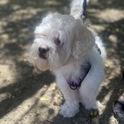 Adopt a dog:Templeton/Maltese/Male/Adult,Templeton is a sweet 4 year old boy.  He lost his mom recently and is living with a family member who can't care for him long term.  Templeton is friendly and loves to go on a walk.  He does have one issue, he doesn't want to be picked up or toughed on his back end or under his belly.  This also makes grooming difficult.  He did have a good relationship with a groomer at one time so he can build up trust given the chance.  He allows his current caretaker pick him up, she has also gained his trust.  So this boy needs someone who can love him on his terms, and he is sooooo loving.  But also advocate for him with others so he doesn't react negatively to someone just trying to say Hi.