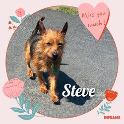 Adopt a dog:Steve/Yorkshire Terrier/Male/Senior,Meet Steve: Your New Best Friend and Family Buddy!

Hi there! I’m Steve, a 7-year-old sweetheart who’s on the lookout for my forever home. I used to go by the name Lunchbox when I was down in Texas, but now that I’m up here and out of the heat, I’m ready for a fresh start!

A Bit About Me:

Age: 7 years young
Special Traits: Sweet, loving, and a big fan of children
My Personality: I’m a charming boy with a heart full of love. I’ve had a bit of a journey, having once lived with a family and now finding myself in a wonderful foster home. I’ve had a blast there, hanging out with dogs, cats, and especially kids—I absolutely adore children! I’m potty trained, house trained, and always ready for fun.

My Quirks: I might have a touch of FOMO (Fear of Missing Out), but it’s just because I want to be part of all the cool things you’re doing. I’ll be your loyal sidekick and make sure we never miss an adventure together!

What I’m Looking For: I’m searching for a loving family who will appreciate my sweet nature and include me in all their activities. I promise to bring joy, love, and a little bit of playful enthusiasm into your home.

If you’re ready for a wonderful companion who will be thrilled to join you in every activity and offer endless affection, I’m your guy! Apply to adopt Steve today and let’s start our new adventure together!