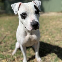 Zelda/Staffordshire Bull Terrier/Female/4 Years,Hello, I'm Zelda, a magical black and white Staffy girl with a heart full of sweetness.  I may not cast spells, but I do have a few enchanting qualities that make me a wonderful companion. Let me introduce myself! I'm on a quest to find a loving home that understands my unique needs and appreciates my magical charm. I'm a sweet girl, but I can be quite excitable. I need someone who can read my body language and help me manage my energy. While I'm a sweetheart, I prefer a home with older children who can interact with me appropriately and understand my need for space when I'm excitable. I enjoy social walks with other dogs, but I am very picky with who my friends are, for this reason I would not be suited to a home with a resident doggo.  I adore having the freedom to choose whether I want to lounge indoors or have a grand adventure in the great outdoors. I have a few hobbies that make me who I am. I love a good run around to stretch my legs and have some fun. Playtime is a must to keep me happy. I'm a clever girl who enjoys activities that keep my mind busy and challenge me. I'd love to learn new tricks and keep my brain engaged. My enchanting personality is my most significant feature. I'm loving, loyal, and eager to be your best friend. I communicate a lot through my body language. I'll let you know when I'm excited or need some me-time. I may be full of energy and excitement, but with the right owner and a little guidance, I'll be the most lovable companion you've ever met. I am currently hanging out in a lovely foster home. I can't wait to share my enchanting nature and sweet spirit with my new family.  Love xxx Zelda Please fill out an Expression of Interest form for me! -Experienced owner -Must be only dog -No kids under 15 -No pocket pets -Indoor/outdoor access -Secure fencing Free vet consult at adoption