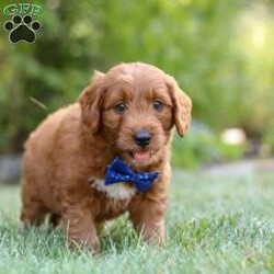 Brett/Goldendoodle									Puppy/Male	/8 Weeks,Meet Brett, the handsome F1 Mini Goldendoodle! He is the perfect blend of Poodle and Goldendoodle puppy, with soft curls that bounce with every step he takes. His twinkling eyes mirror the mischief he gets into, and his little tail never stops wagging, spreading joy wherever he goes. With his endearing puppy eyes and a penchant for cuddles, he loves playtime and learning new tricks to impress his favorite humans. With this little one around, every day is a new adventure filled with puppy love and endless tail wags!