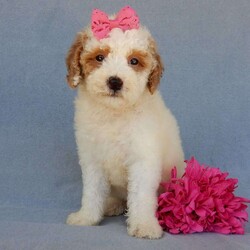 Emmy/Mini Goldendoodle									Puppy/Female	/9 Weeks,Prepare to fall in love !!! My name is Emmy and I’m the sweetest little F1b mini goldendoodle looking for my furever home! One look into my warm, loving eyes and at my silky soft coat and I’ll be sure to have captured your heart already! I’m very happy, playful and very kid friendly and I would love to fill your home with all my puppy love!! I am full of personality, and I give amazing puppy kisses! I stand out way above the rest with my beautiful red and white coat! I will come to you vet checked, microchipped and up to date on all vaccinations and dewormings . I come with a 1-year guarantee with the option of extending it to a 3-year guarantee and our puppies also come with 30 days of pet insurance! My mother is Sadie, our 35#mini goldendoodle with a heart of gold and my father is Atlas, our handsome 16#AKC red abstract mini poodle and he has been genetically tested clear! Both of my parents are very sweet and kid friendly which will make me the same and they are available to meet!! I will grow to approx 20-25# and I will be hypoallergenic and nonshedding! Why wait when you know I’m the one for you? Call or text Martha to make me the newest addition to your family and get ready to spend a lifetime of tail wagging fun with me! (7% sales tax on in home pickups)