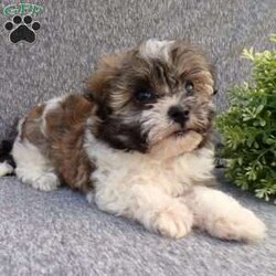 Lily/Havanese									Puppy/Female	/8 Weeks,Hi, im a Havanese puppy. I am looking forward to meeting you! I am up to date with my immunizations, my wormer medications, and I have a Micro-chip so that I can be easily identified if I ever become lost! 