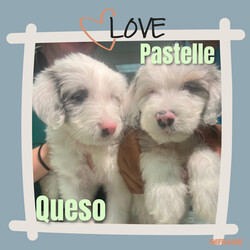 Adopt a dog:Pastelle & Queso/Aussiedoodle/Female/Baby,Meet Pastelle and Queso: A Pair of Sweethearts Seeking a Special Home!

Pastelle and Queso are two adorable puppies with hearts full of love and a spirit that shines brightly, despite their unique challenges. These 8-week-old siblings are partially blind and deaf, but that hasn’t dampened their enthusiasm for life. They’re both incredibly sweet, fluffy, and cuddly, and they have an amazing knack for bringing joy to everyone they meet.

These lovable pups came to us straight from the euthanasia list, and we couldn’t bear to see them miss out on the chance for a happy life. Because of their special needs, we’ve made the decision to keep them together, as they provide each other with comfort and companionship.

Pastelle and Queso may require a bit of extra care, but they’re playful, loving, and full of puppy energy. They still love to play, eat, and bark like any other happy pups. Their condition means they’ll need a bit of assistance and understanding from their new family, but in return, they’ll offer endless affection and a bond that’s truly special.

If you have experience with or are comfortable with special needs dogs, and you’re looking for a pair of delightful, furry friends to brighten your life, Pastelle and Queso might just be the perfect match for you. They’re ready to bring love, laughter, and their unique charm into a home where they can flourish and be cherished.

Come meet Pastelle and Queso, and let these sweet pups show you how wonderful life can be with a pair of perfect little companions by your side.